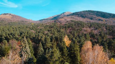 Avrupa 'da güzel renkli yoğun orman
