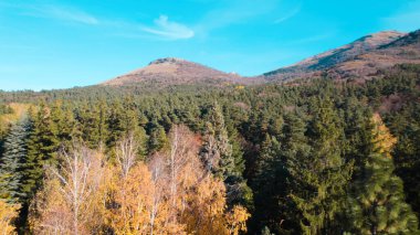 Avrupa 'da güzel renkli yoğun orman