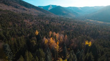 Avrupa 'da güzel renkli yoğun orman