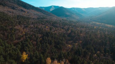 Avrupa 'da güzel renkli yoğun orman