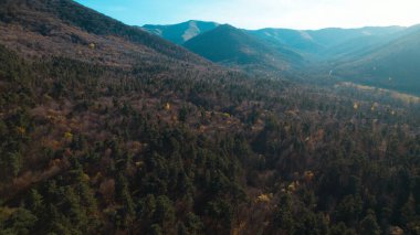 Avrupa 'da güzel renkli yoğun orman