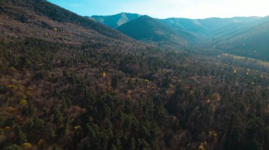 Avrupa 'da güzel renkli yoğun orman