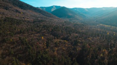 Avrupa 'da güzel renkli yoğun orman