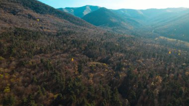 Avrupa 'da güzel renkli yoğun orman