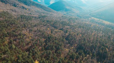 Avrupa 'da güzel renkli yoğun orman