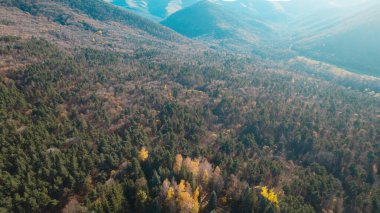 Avrupa 'da güzel renkli yoğun orman