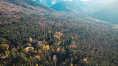 Avrupa 'da güzel renkli yoğun orman