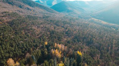 Avrupa 'da güzel renkli yoğun orman