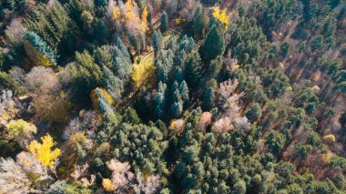 Avrupa 'da güzel renkli yoğun orman