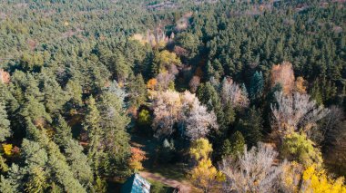 Avrupa 'da güzel renkli yoğun orman