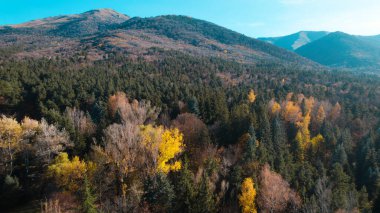Avrupa 'da güzel renkli yoğun orman