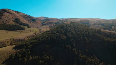 Avrupa 'da güzel renkli yoğun orman