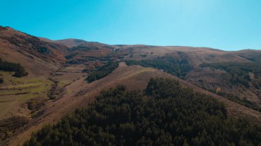 Avrupa 'da güzel renkli yoğun orman