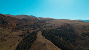 Avrupa 'da güzel renkli yoğun orman