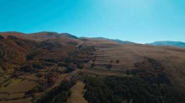 Avrupa 'da güzel renkli yoğun orman
