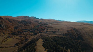 Avrupa 'da güzel renkli yoğun orman