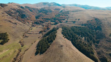 Avrupa 'da güzel renkli yoğun orman