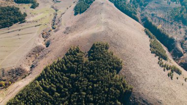 Avrupa 'da güzel renkli yoğun orman