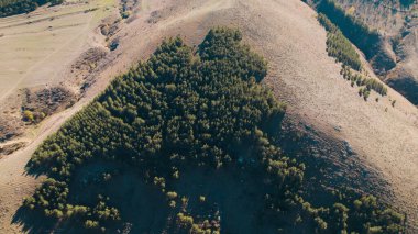 Avrupa 'da güzel renkli yoğun orman