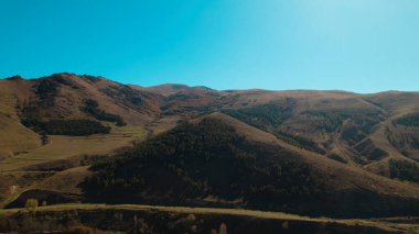 Avrupa 'da güzel renkli yoğun orman