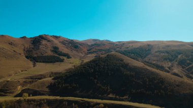 Avrupa 'da güzel renkli yoğun orman