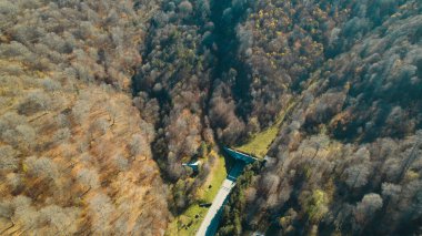 Avrupa 'da güzel renkli yoğun orman