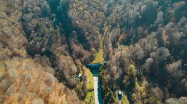 Avrupa 'da güzel renkli yoğun orman