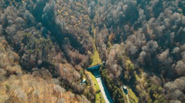 Avrupa 'da güzel renkli yoğun orman