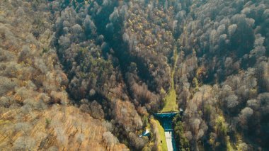 Avrupa 'da güzel renkli yoğun orman