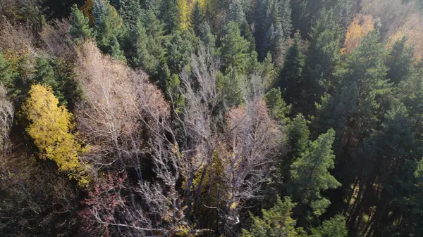 Bela Floresta Densa Colorida Europa — Fotografia de Stock