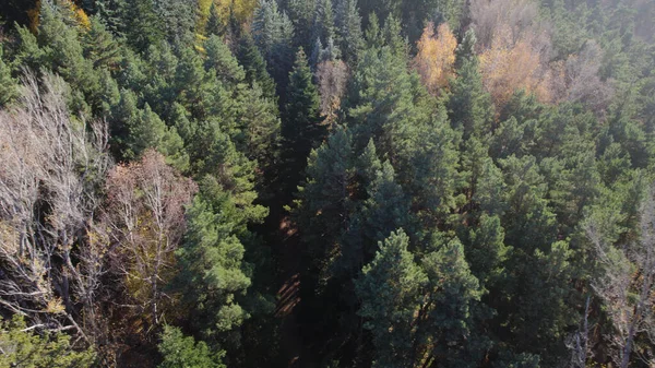 Avrupa 'da güzel renkli yoğun orman