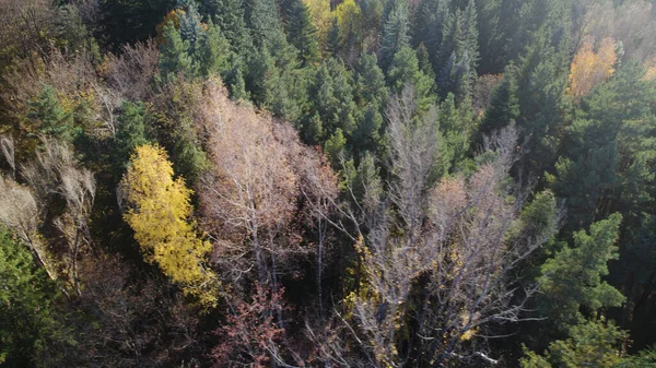 Avrupa 'da güzel renkli yoğun orman