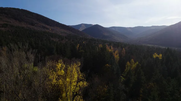 Hermoso Bosque Denso Colorido Europa —  Fotos de Stock