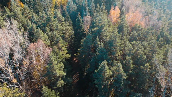 Avrupa 'da güzel renkli yoğun orman