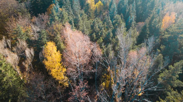 Avrupa 'da güzel renkli yoğun orman