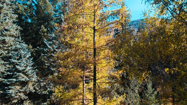 Beautiful Colorful Dense Forest Europe — Stock Photo, Image