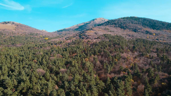 Avrupa 'da güzel renkli yoğun orman