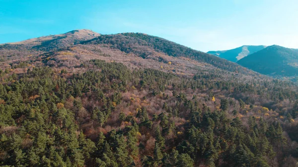 Avrupa 'da güzel renkli yoğun orman