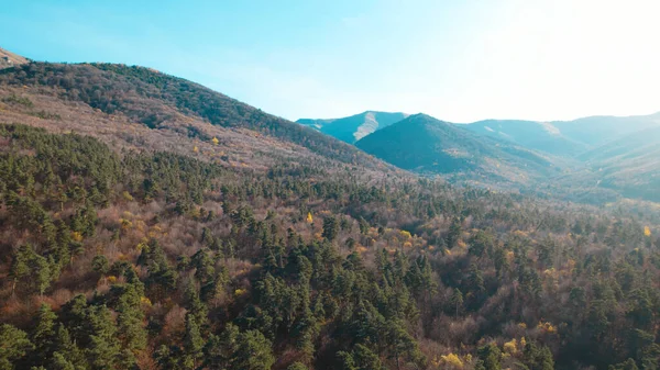 Avrupa 'da güzel renkli yoğun orman