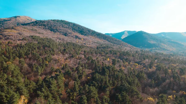 Avrupa 'da güzel renkli yoğun orman