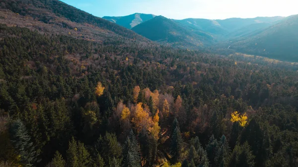 Avrupa 'da güzel renkli yoğun orman