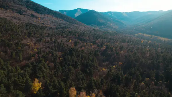 Avrupa 'da güzel renkli yoğun orman