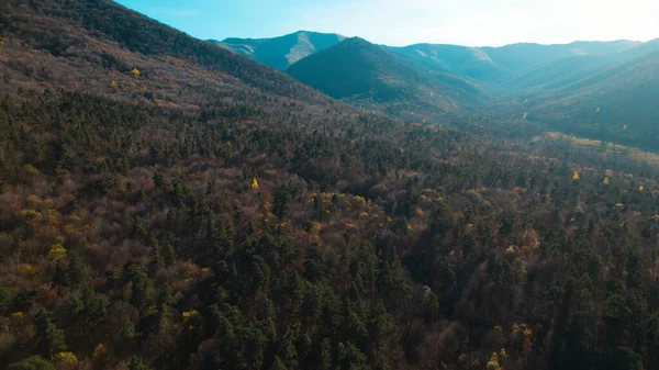 Avrupa 'da güzel renkli yoğun orman