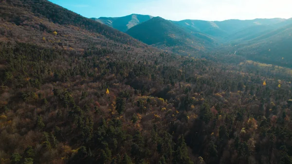 Avrupa 'da güzel renkli yoğun orman