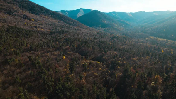 Avrupa 'da güzel renkli yoğun orman