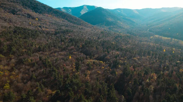 Avrupa 'da güzel renkli yoğun orman