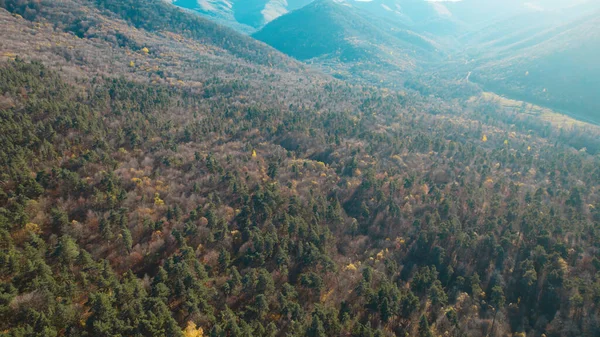 Avrupa 'da güzel renkli yoğun orman