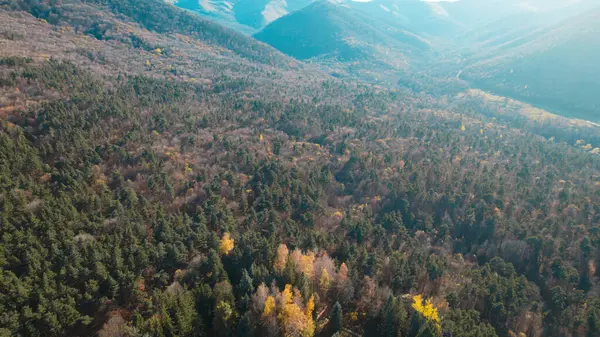 Avrupa 'da güzel renkli yoğun orman