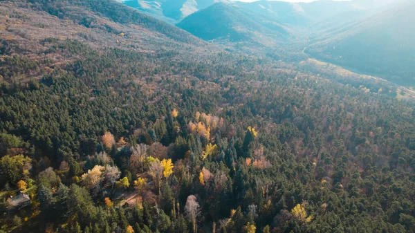 Avrupa 'da güzel renkli yoğun orman
