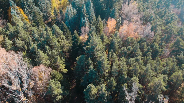 Avrupa 'da güzel renkli yoğun orman